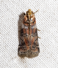 Sciota rubrisparsella