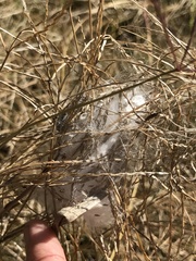 Phidippus octopunctatus