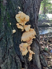Laetiporus versisporus