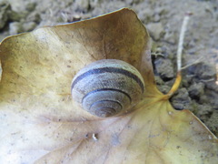 Helminthoglypta