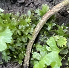 Hyophila involuta