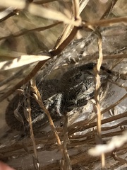 Phidippus octopunctatus