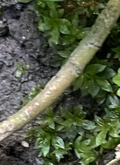 Hyophila involuta