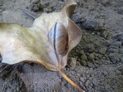 Helminthoglypta
