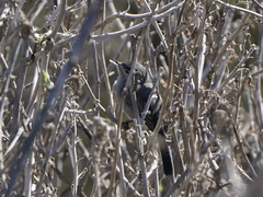 Polioptila californica