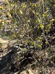 Amelanchier utahensis