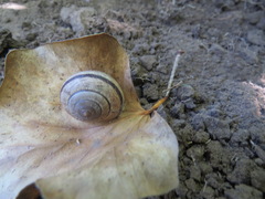 Helminthoglypta