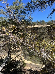 Amelanchier utahensis