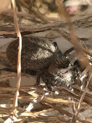 Phidippus octopunctatus