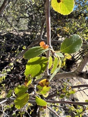 Amelanchier utahensis