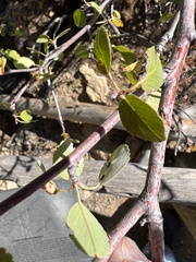 Amelanchier utahensis