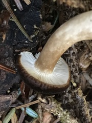 Lactarius fallax