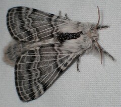 Tolype glenwoodii