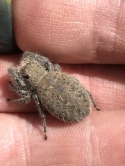 Phidippus octopunctatus