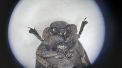 Trogidae