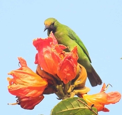 Chloropsis aurifrons