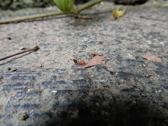 Crematogaster rogenhoferi