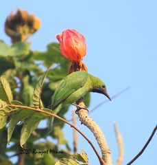 Chloropsis aurifrons