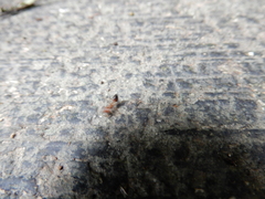 Crematogaster rogenhoferi