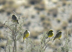 Sicalis uropygialis