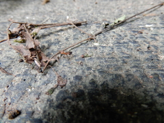 Crematogaster rogenhoferi