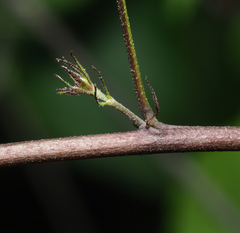 Sidastrum tehuacanum