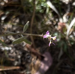 Polygala brevifolia