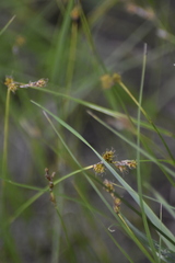 Carex praecox