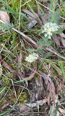 Pimelea