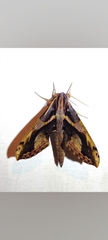 Xylophanes ceratomioides