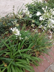 Agapanthus