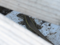 Liolaemus chiliensis