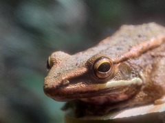 Chalcorana chalconota
