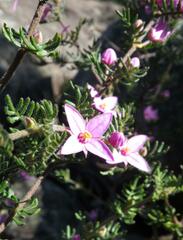 Boronia