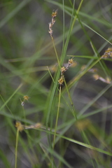 Carex praecox