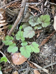 Heuchera micrantha