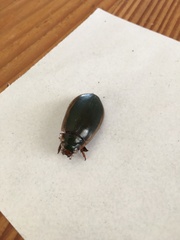 Onychohydrus scutellaris