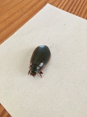 Onychohydrus scutellaris
