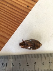 Onychohydrus scutellaris