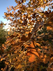 Quercus gambelii