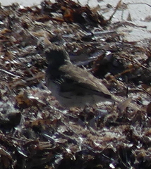 Anthus australis