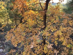 Quercus gambelii