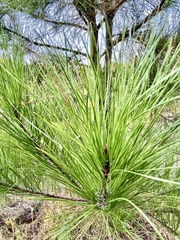Pinus echinata