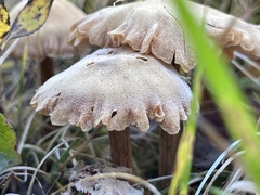 Laccaria amethysteo-occidentalis