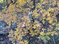 Quercus gambelii