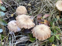 Laccaria amethysteo-occidentalis
