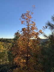 Quercus gambelii