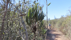 Comarostaphylis diversifolia