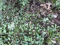 Hydrocotyle sibthorpioides
