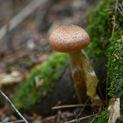 Armillaria ostoyae